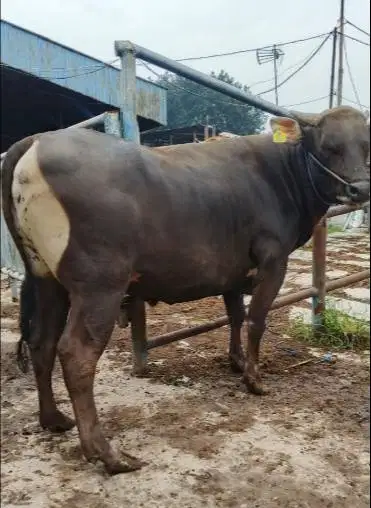 cicilan 4 jt/bln 5x sapi bali qurban 2026 bobot 275kiloanUP manteb ok
