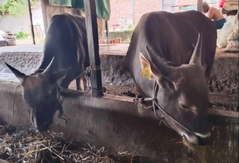 cicilan 2,5jt/bln sapi bali kupang 275kiloanUP siap qurban 2026 manteb