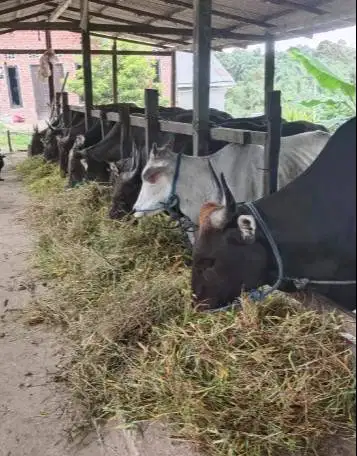 cicilan 2,5jt/bln sapi bali kupang 275kiloanUP siap qurban 2026 manteb