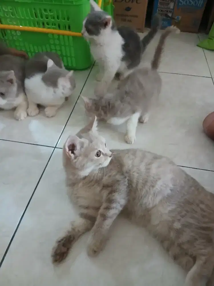 Bicolor BSH , betina dan jantan