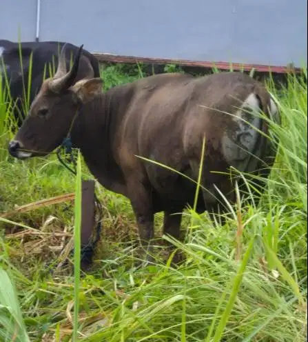 cicilan 2,5jt/bln 8x sapi bali kupang 275kiloanUP siap qurban 2026 top