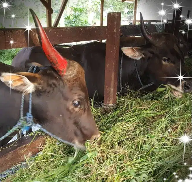 cicilan 2,5jt/bln 8x sapi kurban bali 275kiloanUP hewan qurban 2026 ok