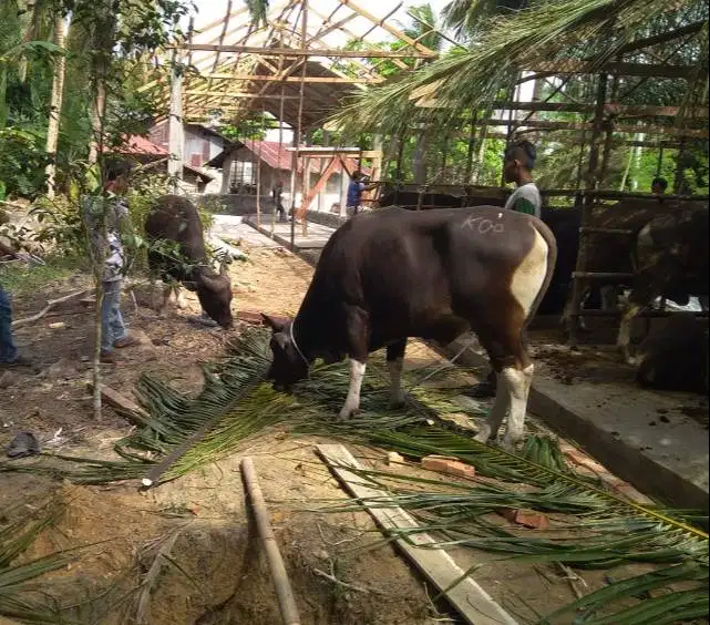 cicilan 2,5jt/bln sapi kurban 275kiloanUP siap hewan qurban 2026 puas