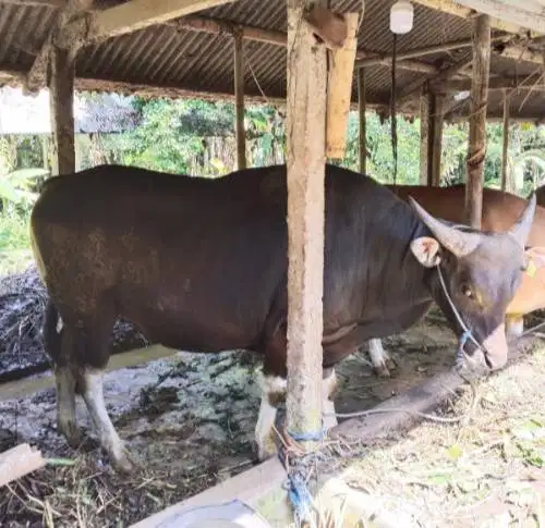 cicilan 2,5jt/bln 8x sapi qurban 275kiloanUP sapi kurban 2026 jamin ok