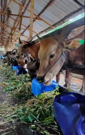 cicilan 2,5jt/bln 8x sapi qurban 275kiloanUP sapi kurban 2026 jamin ok