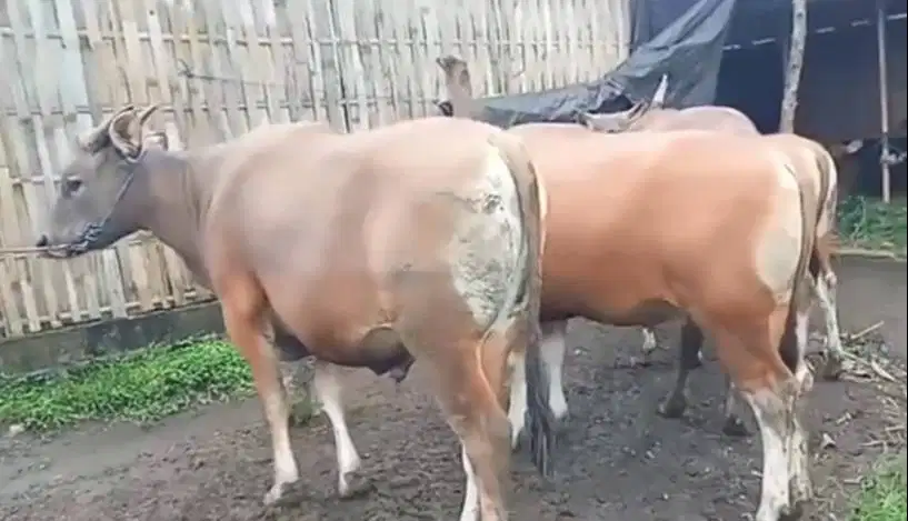 cicilan 2,5jt/bln 8x sapi bali kupang 275kiloan hewan qurban 2026 puas