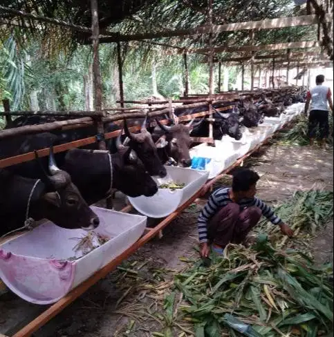 cicilan 4jt/bln 5x sapi bali kupang 275kiloan hewan qurban 2026 puas