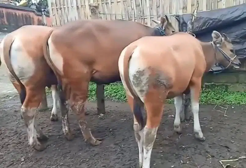 cicilan 2,5jt/bln 8x sapi bali kupang 275kiloan siap qurban 2026 puas