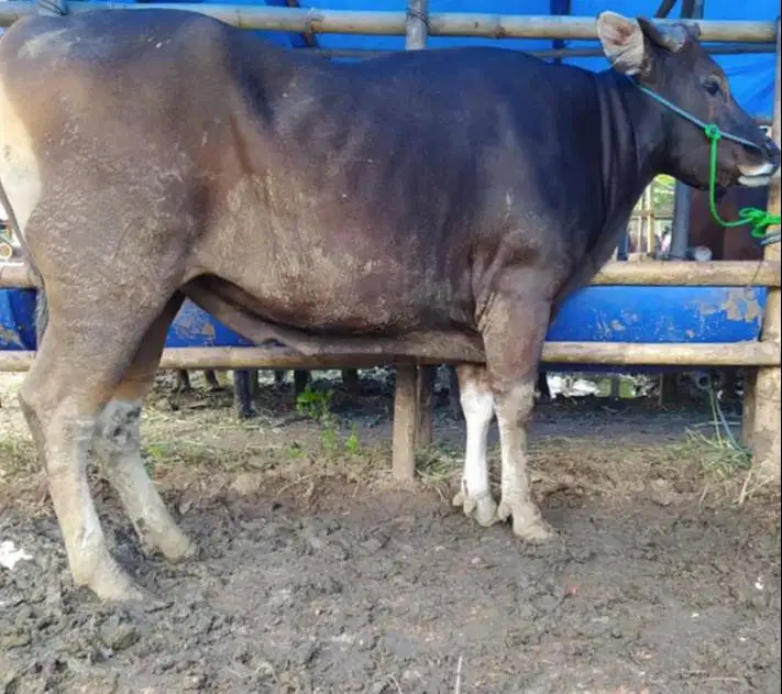 cicilan 4 jt/bln 5x sapi bali kupang 275kiloan siap qurban 2026 puas