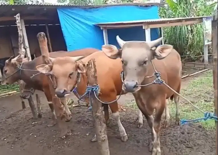 cicilan 2,5jt/bln 8x sapi bali kupang 275kiloUP rawatan kandang manteb