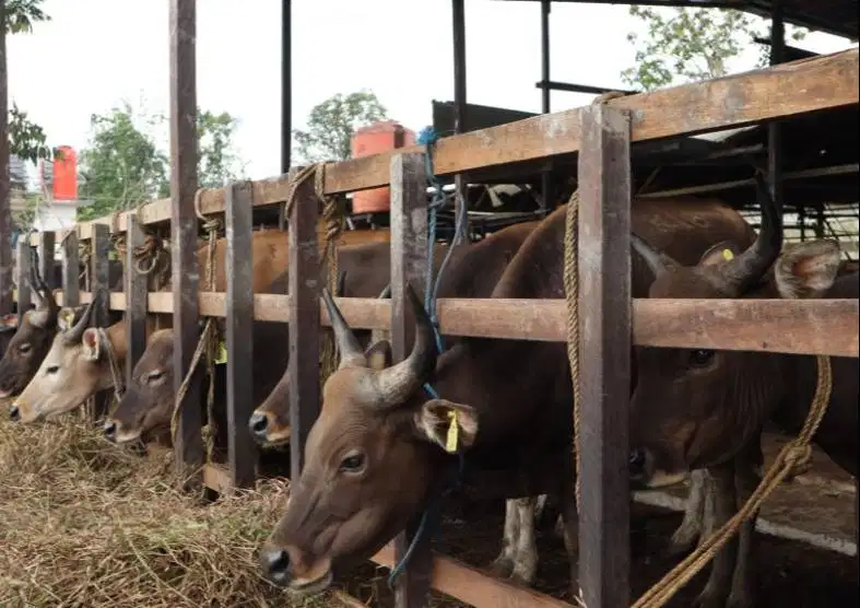 cicilan 2,5jt/bln 8x sapi bali kupang 275kiloan siap kurban 2026 puas
