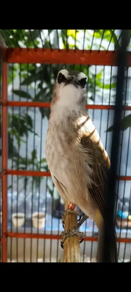 BURUNG CRUKCUK GACOR