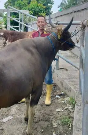 cicilan sapi bali kupang 275kiloanUP siap kurban 2026 jamin manteb top