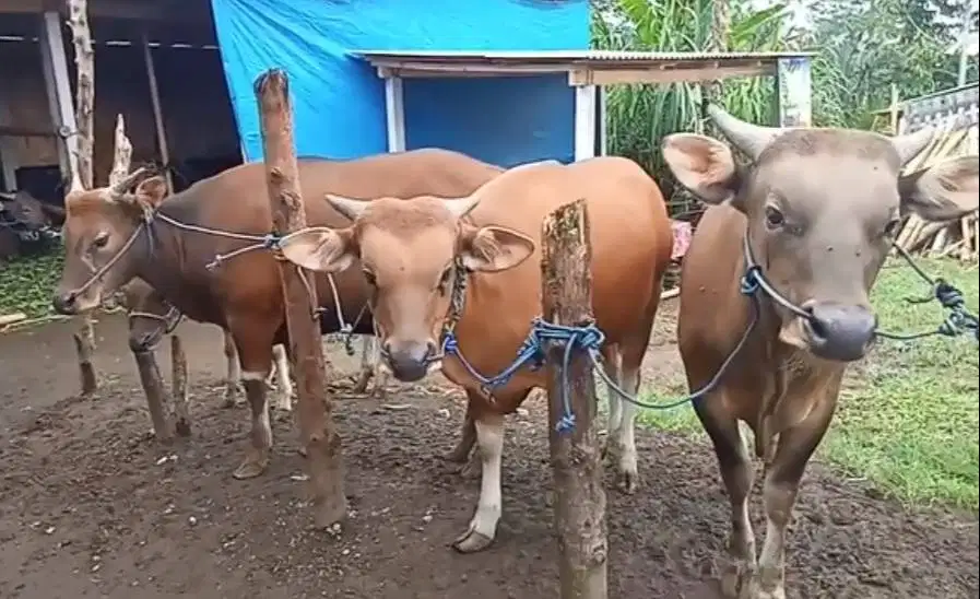 cicilan sapi bali kupang 275kiloanUP siap hewan qurban 2026 manteb top