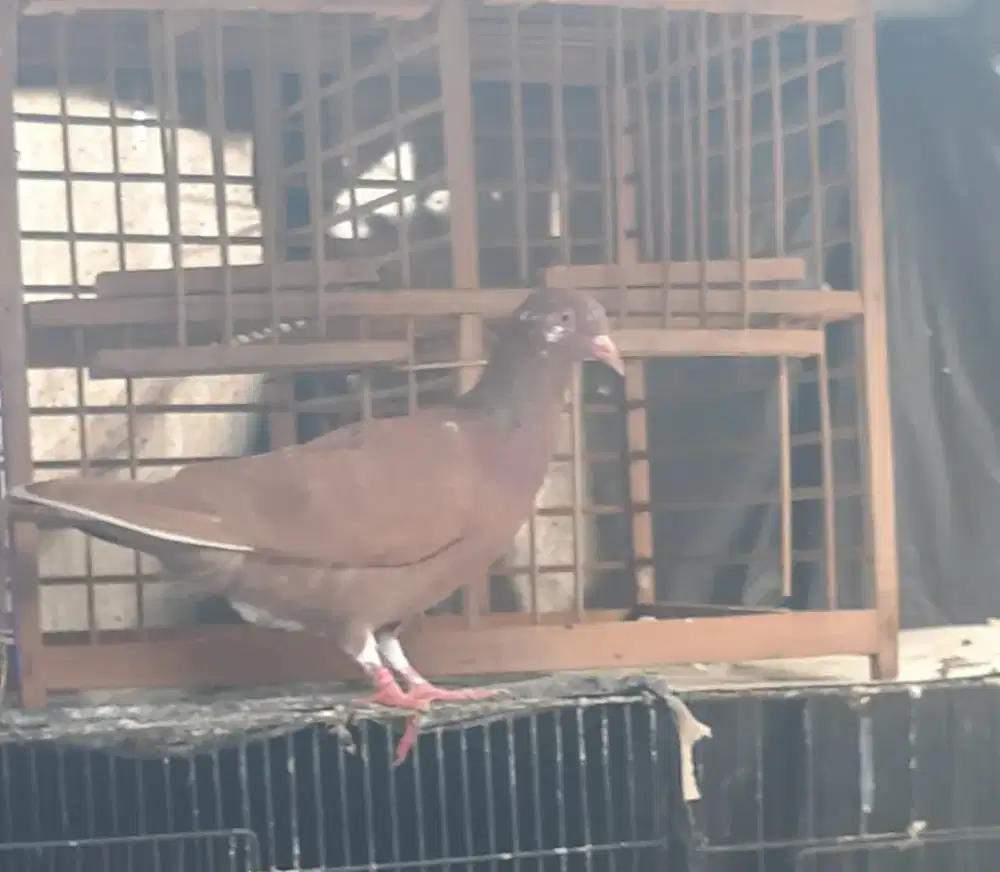 Merpati/dara betina