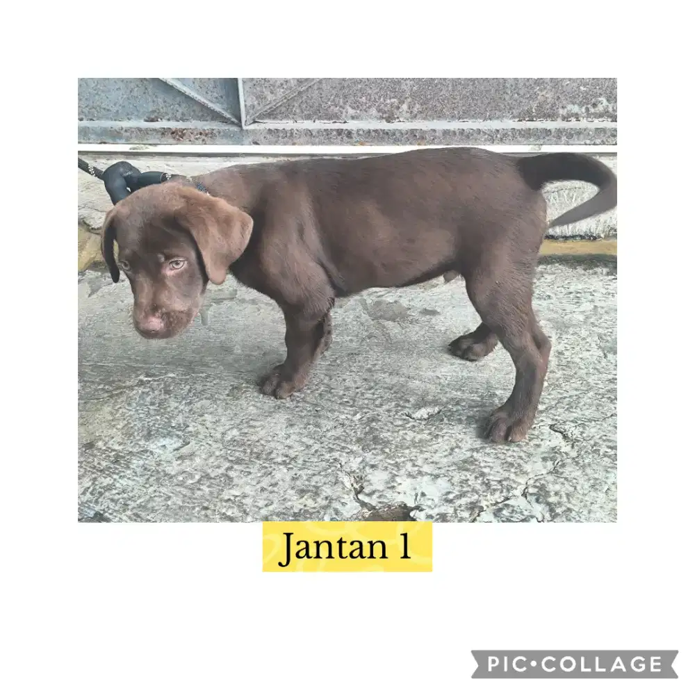 Labrador Jantan Non Stamboom