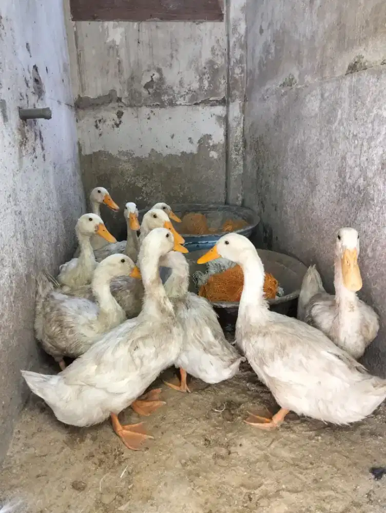 Itik mentok besar2
