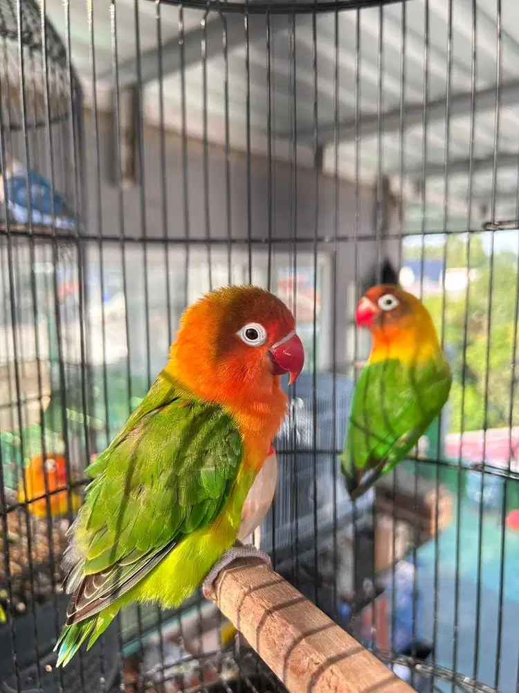 Lovebird sepasang