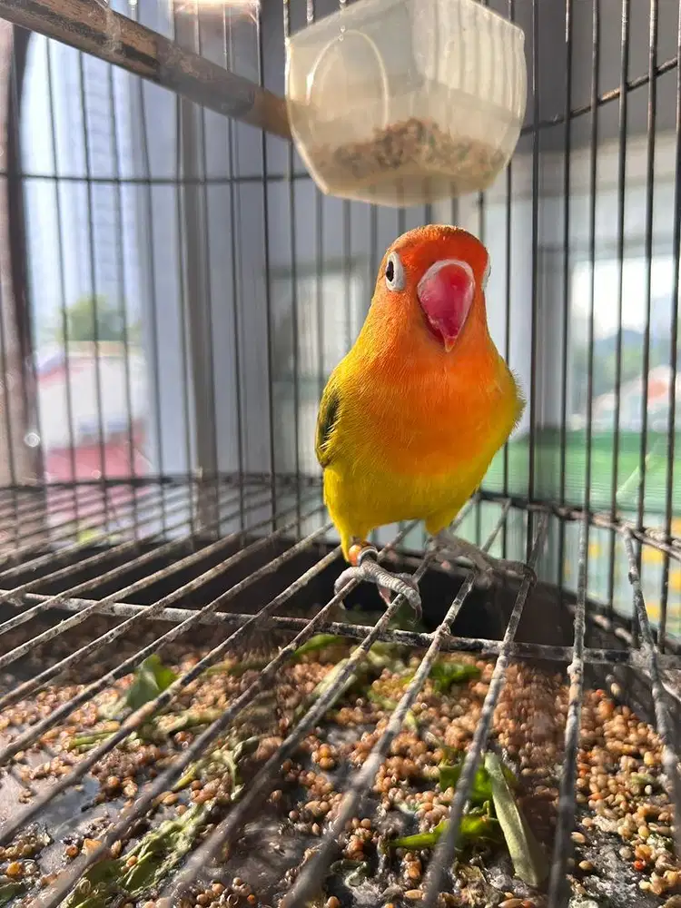 Lovebird Euwing green