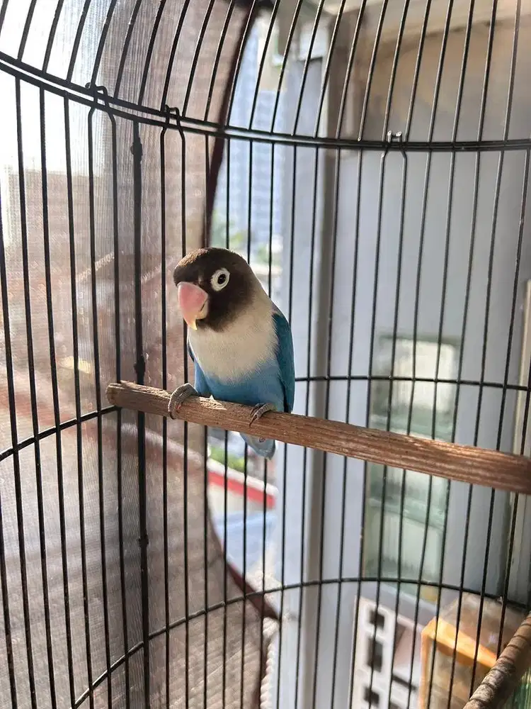 Lovebird cobalt