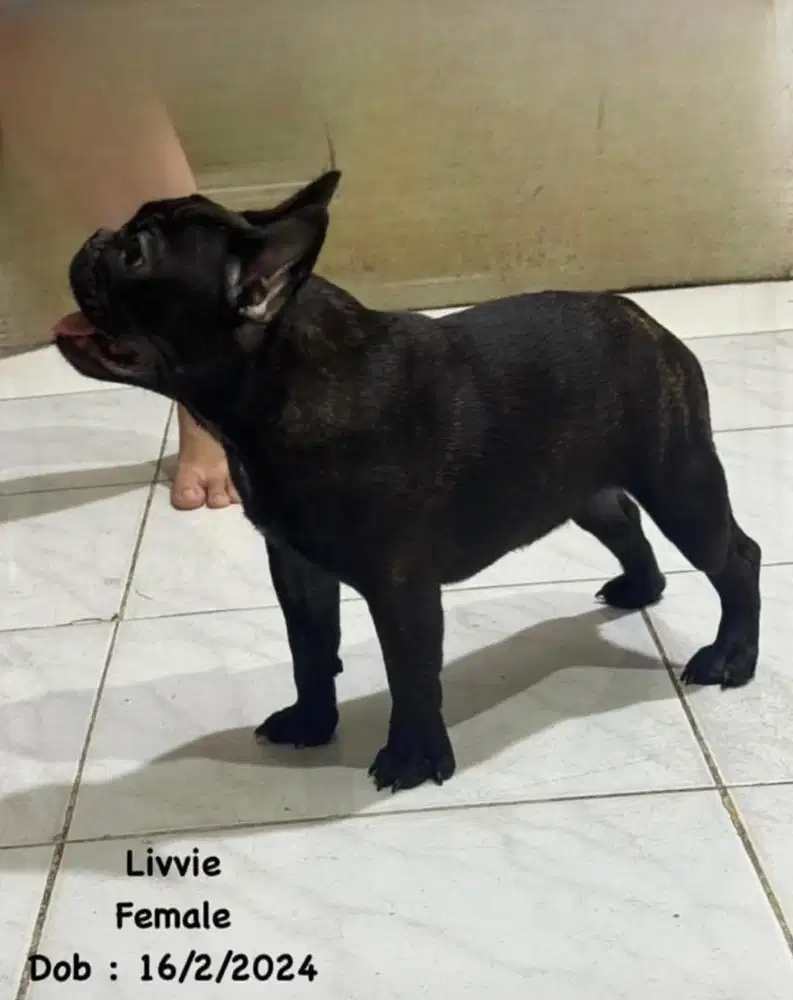 Jual anjing Frenchie bulldoog