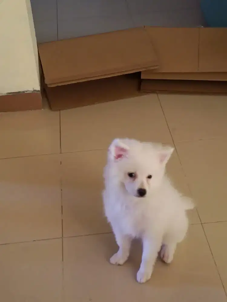 Mini Pom Jantan Putih Non Stamboom