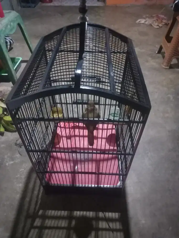 Burung kapas tembak