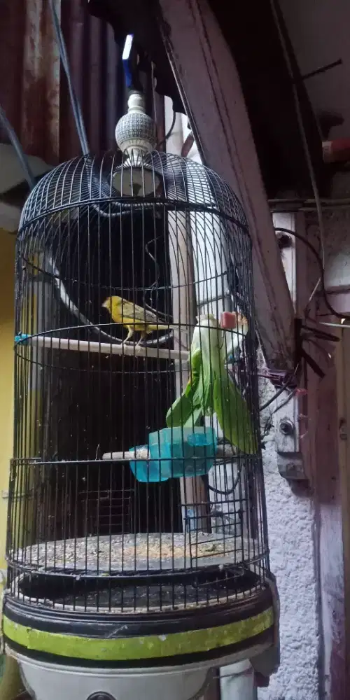 Kandang plus isi'a..kenari ijo botol