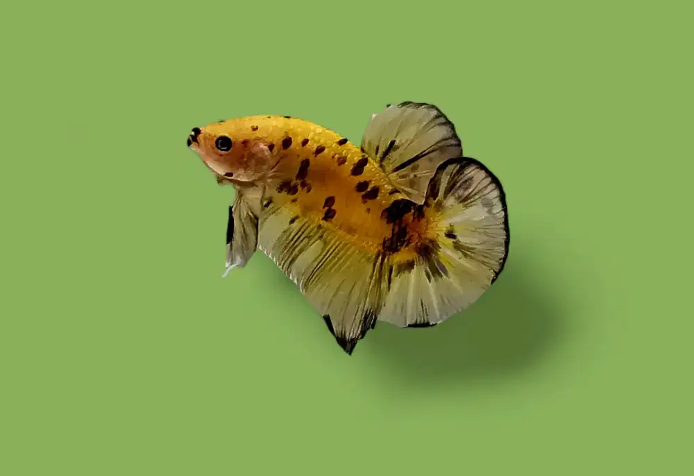 ikan cupang giant yellow marsupilami