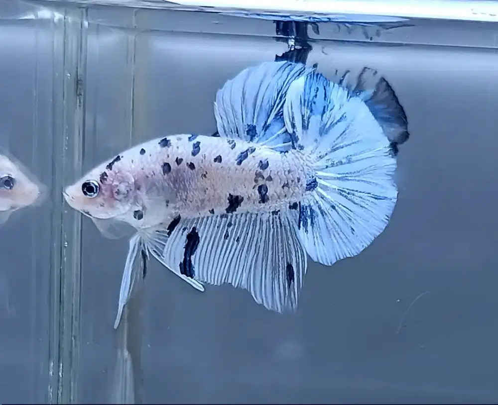 ikan cupang dot dot