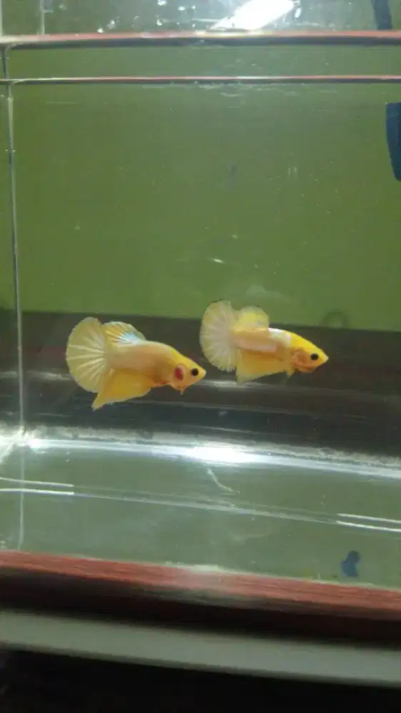 Ikan betta fccp yellow