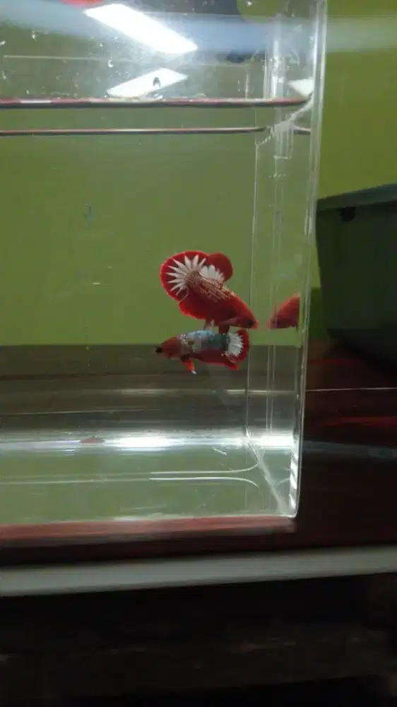 Ikan cupang fccp red head