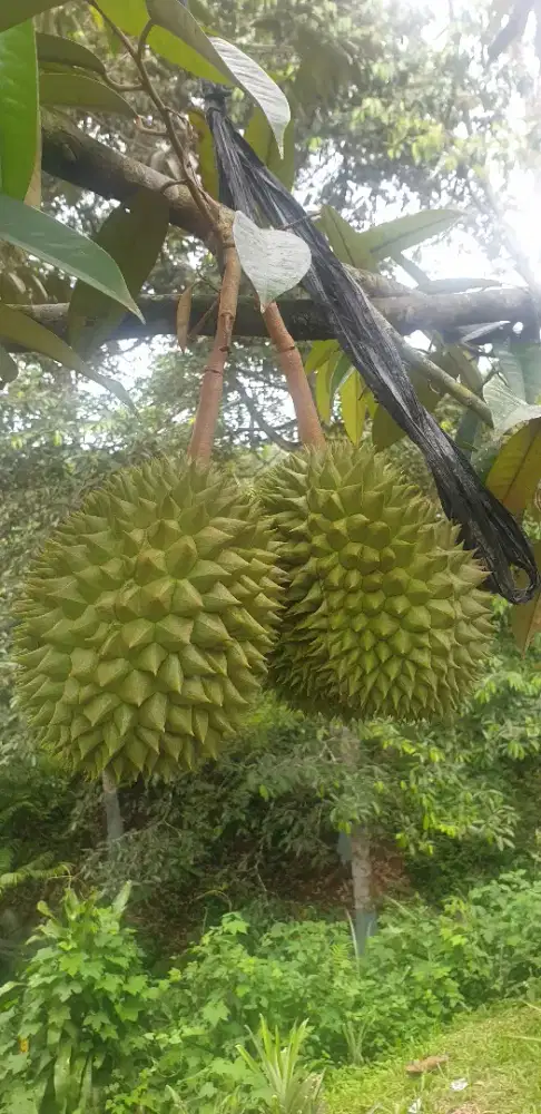 BERANI NEGO SAMPAI JADI tanah/lahan kebun durian dan buah import