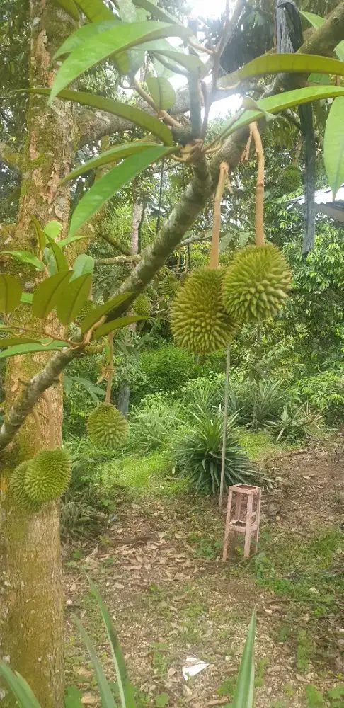 BERANI NEGO SAMPAI JADI tanah/lahan kebun durian dan buah import