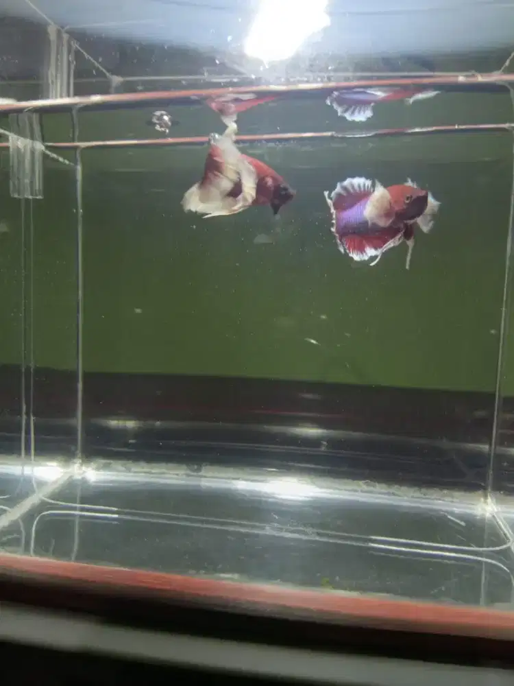 Ikan cupang plakat pkde