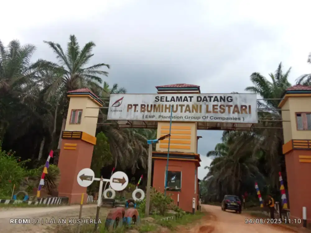 Lowongan kerja perkebunan kelapa sawit
