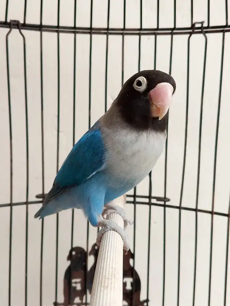 Burung lovebird betina cantik biru mangsi perso mewah
