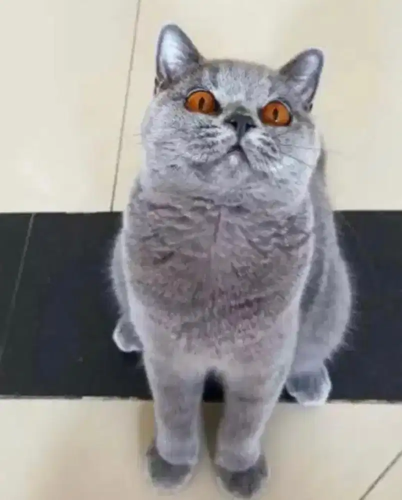 Kucing british shorthair bsh british short hair
