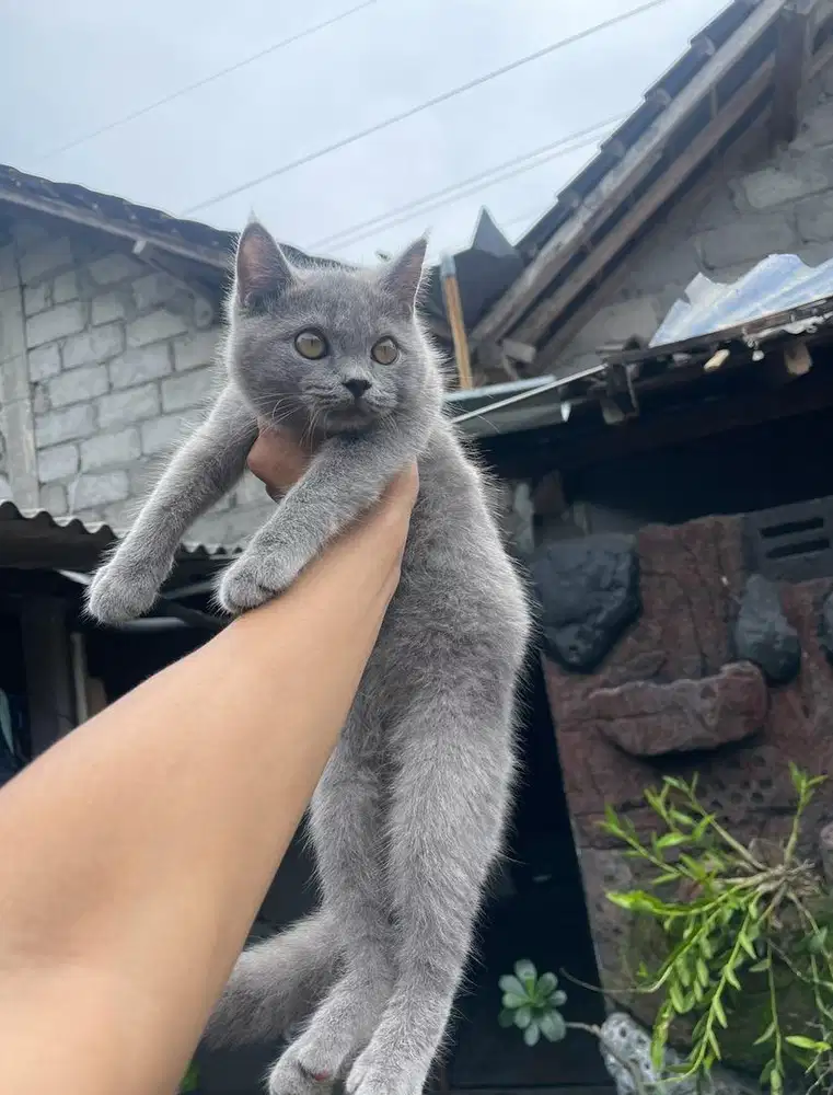 Bsh blue solid jantan