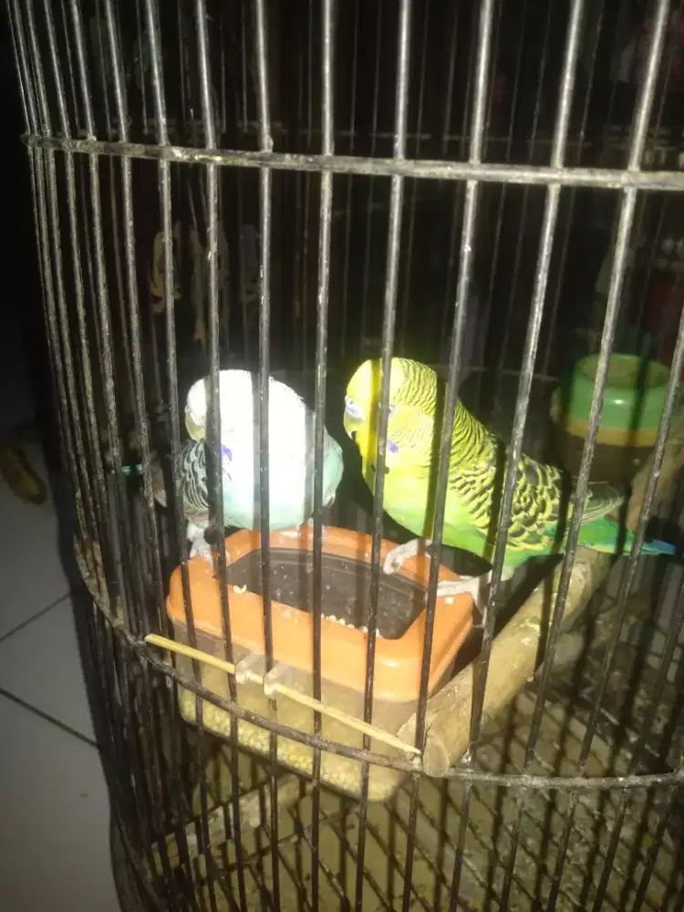 Dijual cepat burung parkit