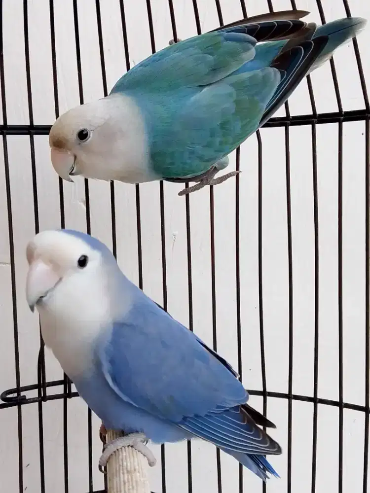 Burung lovebird sepasang jodohan mapan non klep