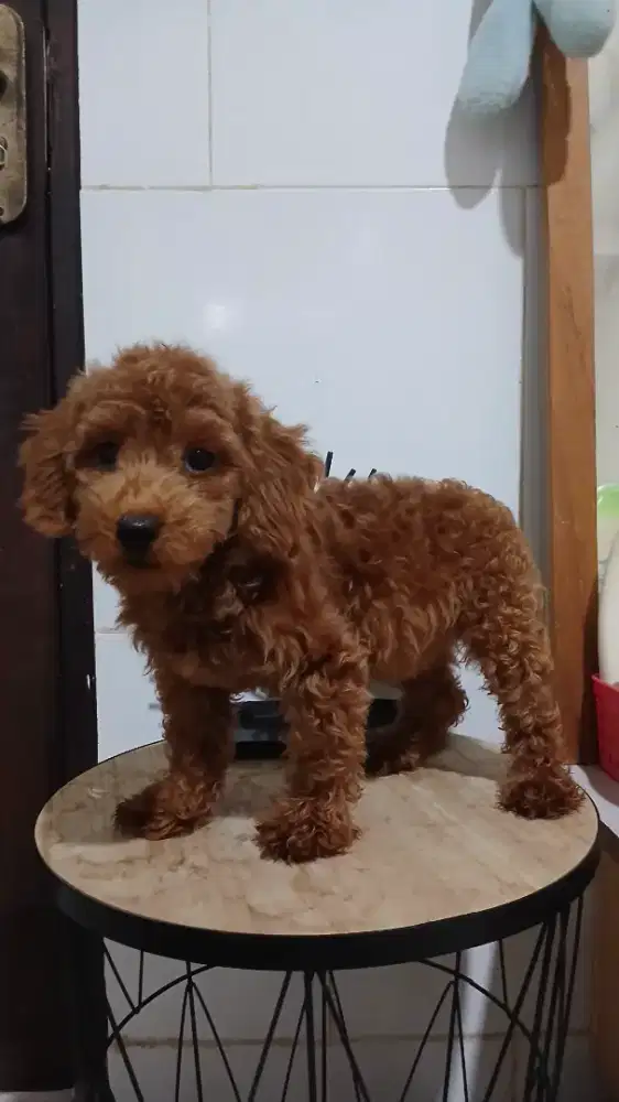Tiny poodle usia 4 bulan