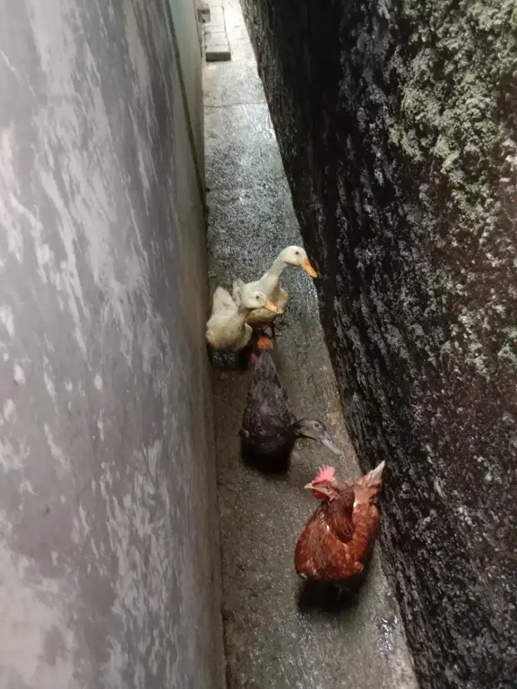 Hewan unggas bebek