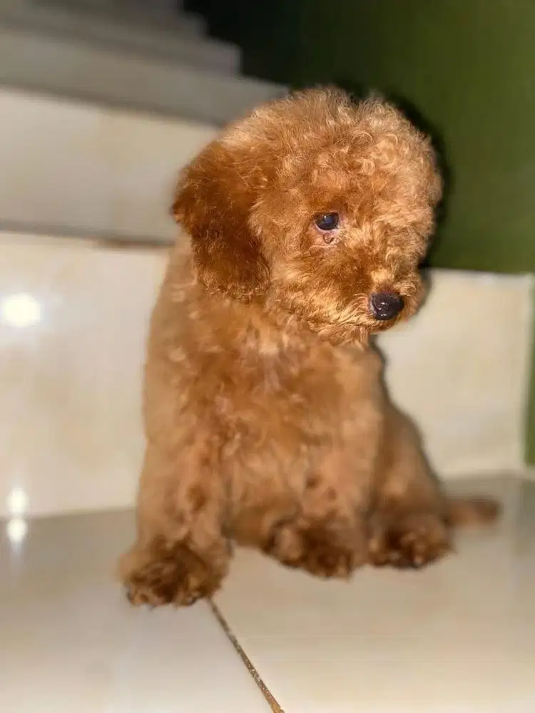 anak anjing phoodle