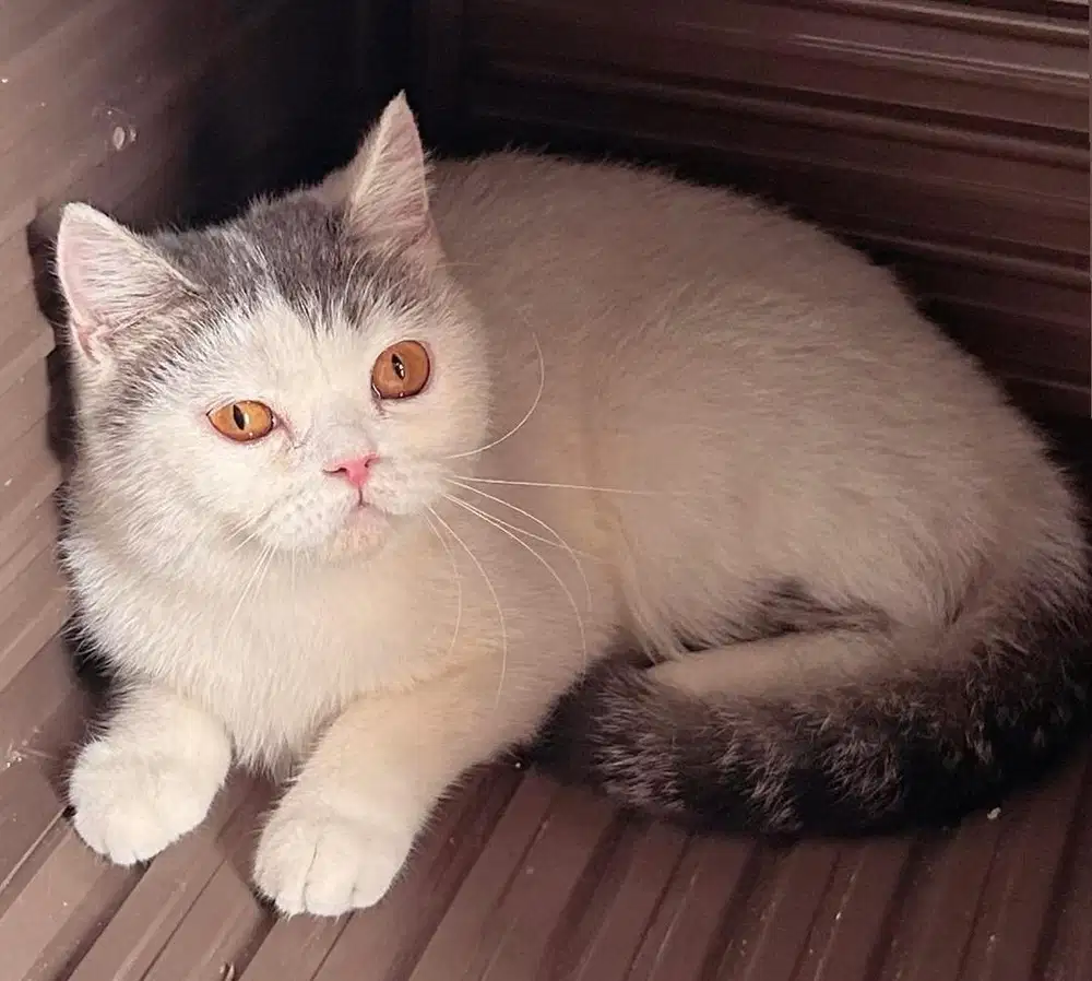 Kucing british shorthair bsh british short hair