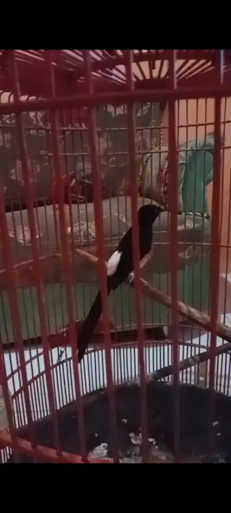 Muray muda hutan fighter