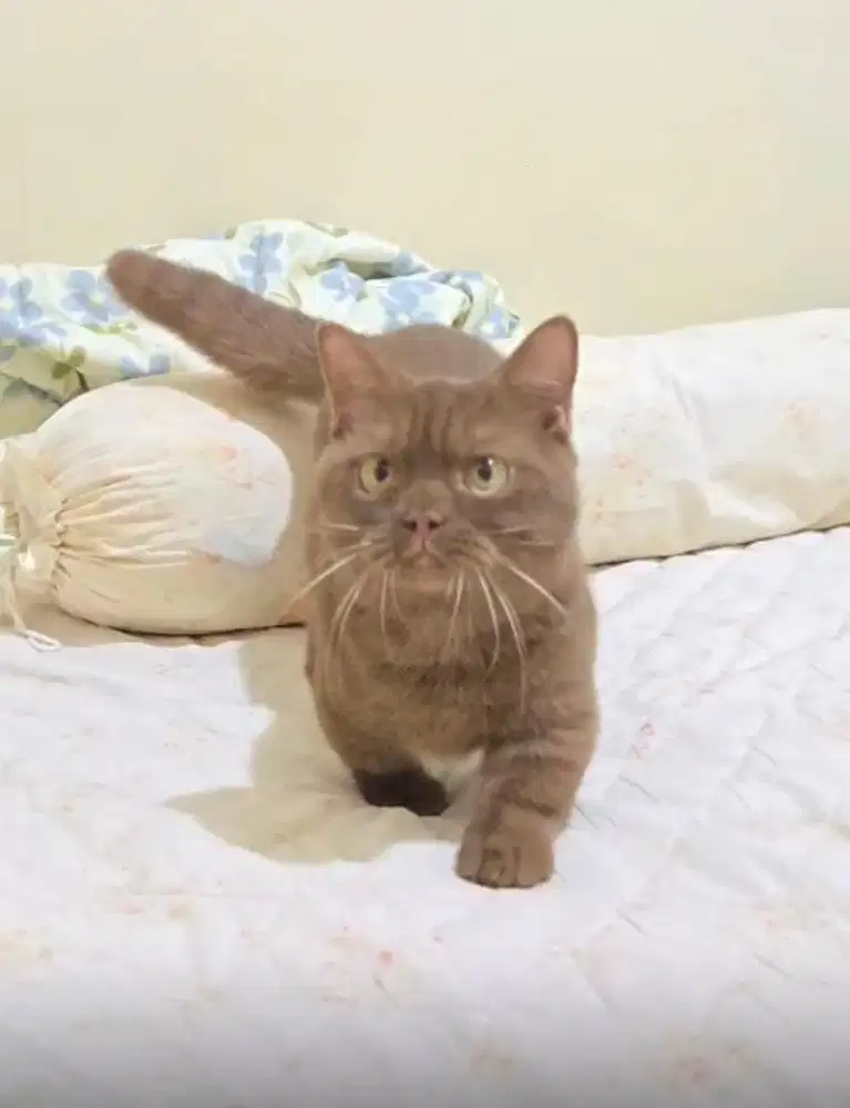 Kucing BSH Munchkin Cinnamon