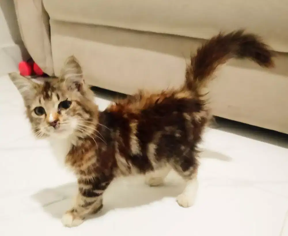 Kitten mix mainecoon marble tinggal 1 betina longhair over saja negoin