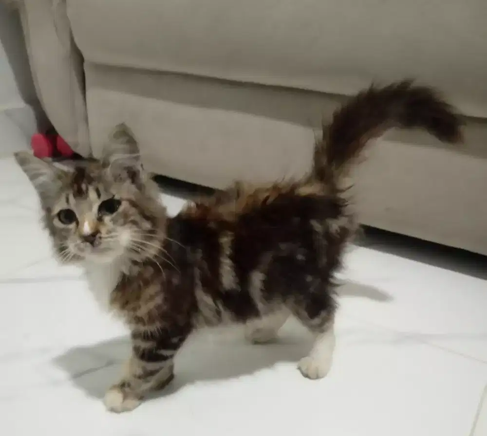 Kitten mix medium longhair marble betina 3,5 bulan negoin saja