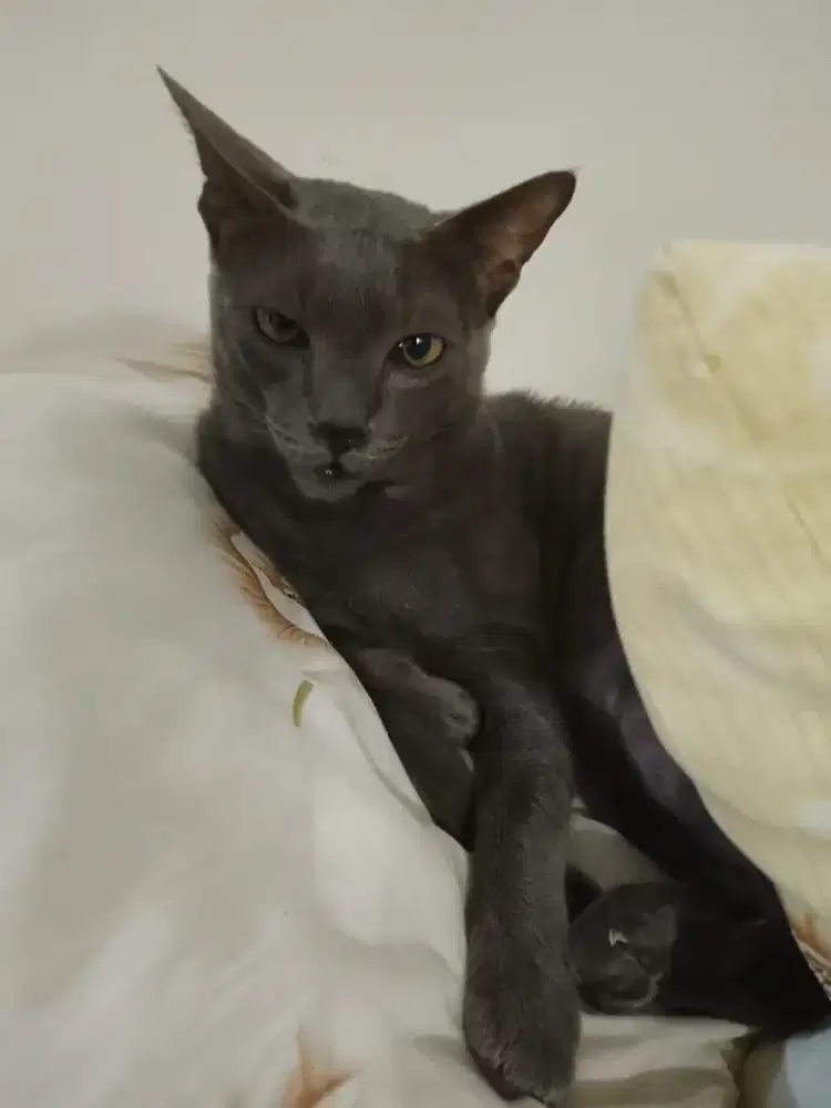 Kucing Busok Abu-abu Jantan kekar